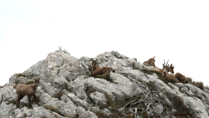 Camoscio d''Abruzzo Rupicapra pyrenaica ornata